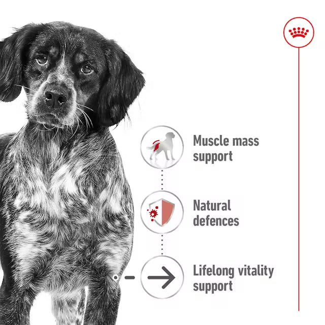 Royal Canin Medium Ageing 10+ Dry Dog Food